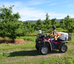 Sterile Codling Moth Release