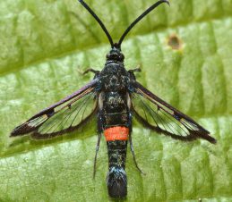 Adult Apple Clearwing Moth