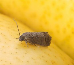 Adult Codling Moth, Scott Bauer, USDA Agricultural Research Service, Bugwood.org