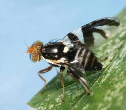 Apple Maggot Adult on a Leaf, Joseph Berger, Bugwood.org