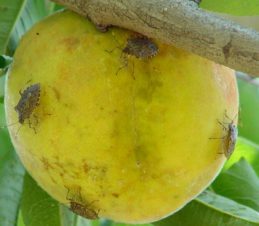 Brown Marmorated Stink Bug on an Apple, Gary Bernon, USDA APHIS, Bugwood.org