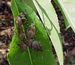 Brown Marmorated Stink Bugs Nymphs, Gary Bernon, USDA APHIS, Bugwood.org