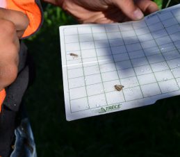 Codling Moth Trap Check with Two Codling Moths, SIR Program