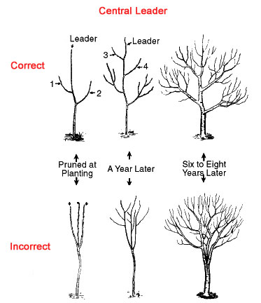 Correct Way to Prune a Centre Leader, Hilary Rinaldi, weekendgardener.net