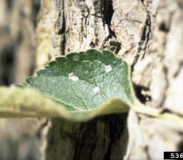 Codling Moth Eggs, Eugene E. Nelson, Bugwood.org