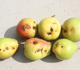 Identifying the Damage, Codling Moth Damage on Pears, BC Ministry of Agriculture