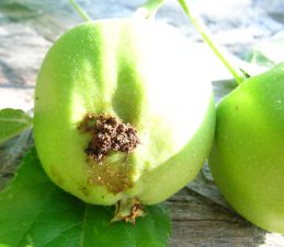 Identifying the Damage, Codling Moth Damage on a Young Apple, BC Ministry of Agriculture