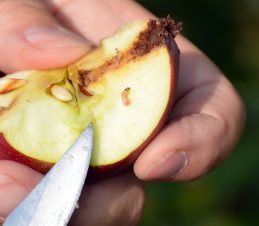 Codling Moth Damage with Larva in a Cut Apple