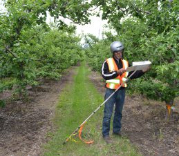 SIR Staff Checking a Codling Moth Trap