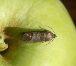 Codling Moth Adult, Whitney Cranshaw, Colorado State University, Bugwood.org