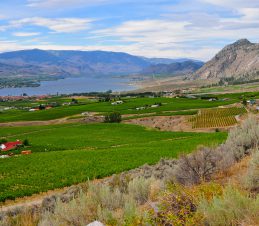 Fruit Trees on the Southern Interior's Sloping Hillsides add to the Region's Beauty