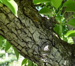 Pupae lie inside a Cocoon Spun by the Mature Larva Beneath Bark Scales on the Tree