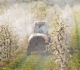 Spraying in an Orchard in the Spring, SIR Program