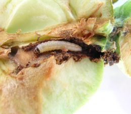 Codling Moth Larva with Damaged Fruit, BC Ministry of Agriculture