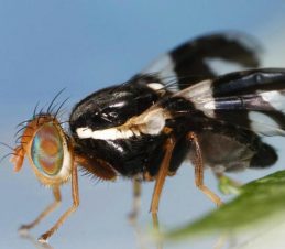 Apple Maggot Adult, Joseph Berger, Bugwood.org