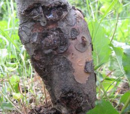 Apple clearwing damage swollen infested rootstock, Amanda Brown, BC Tree Fruit Production Guide