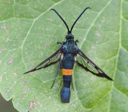 Apple clearwing moth adult, Gary Judd, AAFC, Summerland, BC Tree Fruits Cooperative