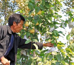 Bagging Fruit on a Quince Tree, SIR Program