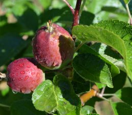 Apple Fruitlets, SIR Program