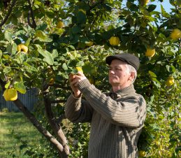 Inspecting a Quince Tree at a Managable Height, SIR Program