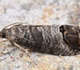 Codling Moth Identification, Adult Codling Moth, BC Ministry of Agriculture