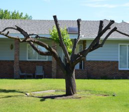Hard Pruned Residential Tree, SIR Program