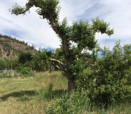 Hard Pruning, Apple Tree 2.5 Months After Hard Pruning, SIR Program