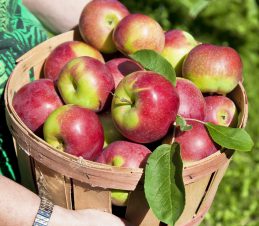 Apple Harvest, SIR Program