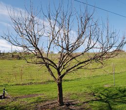 Open Centre Pruned Apple Tree, Hilary Rinaldi, weekendgardener.net