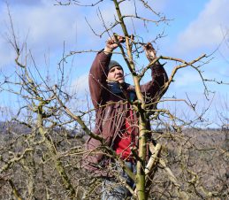 Pruning Mature and Neglected Trees, SIR Program