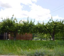 Residential Apple Trees